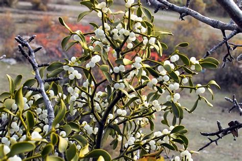 įvairių rūšių amalo uogos ir lapai