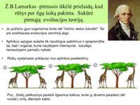 schematinis augalų evoliucijos medis