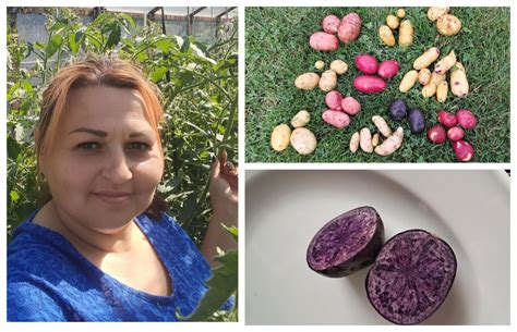 Įvairių spalvų bulvių įvairovė