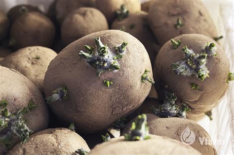 Spalvotos bulvių veislės iš Pietų Amerikos