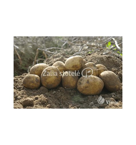 Procesas, kaip sertifikuojamos sėklinės bulvės