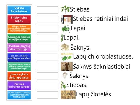 Nuotrauka, iliustruojanti augalo dalijimą