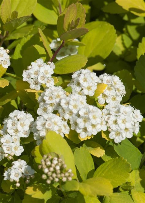 Paruošti spiraea auginiai su apkarpytais lapais