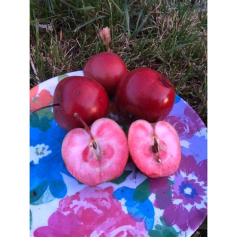 Obelis su rudens lapais, paruošta genėjimui.