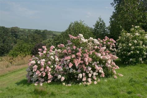 Schema, iliustruojanti teisingą pjūvio vietą prie šakos žiedo.