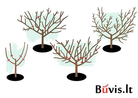 Koloninės obelies schema su nurodytais genėjimo taškais.