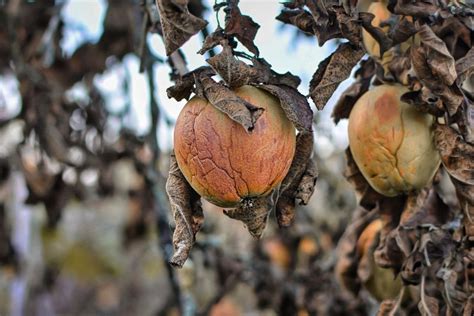 Nuotrauka su pavyzdžiais skirtingų obelų ligų ir kenkėjų pažeistų lapų.