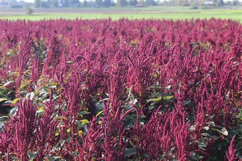Lietuviška burnočių veislė Raudonukai