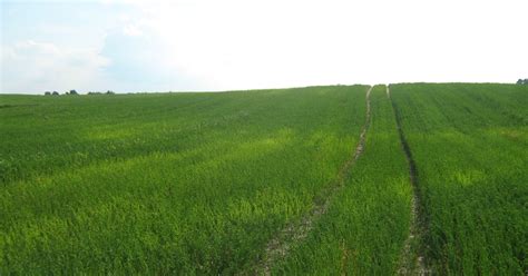 Sojų laukas su tinkamomis veislėmis