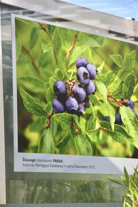 Retųjų augalų ekspozicija botanikos sode