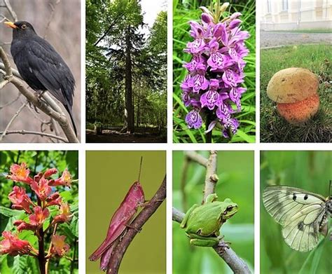 Pelkių augalų įvairovė