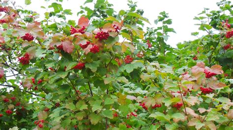 nuotrauka: įvairių uogų kolekcija botanikos sode