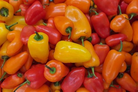 koliažas iš įvairių dekoratyvinių aitriųjų paprikų veislių