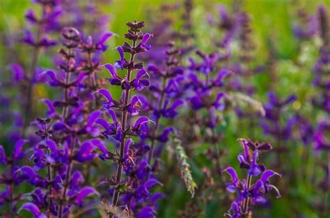 Violetiniai gojinio šalavijo žiedynai ant tamsių stiebų