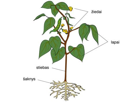 schematinis augalo vaizdas su paaiškinimu, kaip žema temperatūra veikia jo fiziologinius procesus