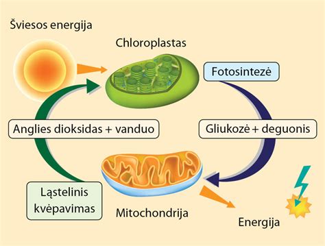 scheminis fotosintezės procesas, iliustruojantis CO2, vandens ir saulės šviesos panaudojimą