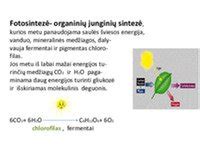 lentelė, rodanti CO2 koncentracijos (ppm) poveikį augalų fotosintezės greičiui ir derliui