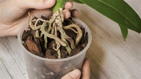 reanimuojamos orchidėjos šaknys ir lapai