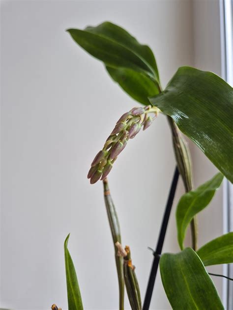 orchidėjos lapų spalva kaip apšvietimo indikatorius