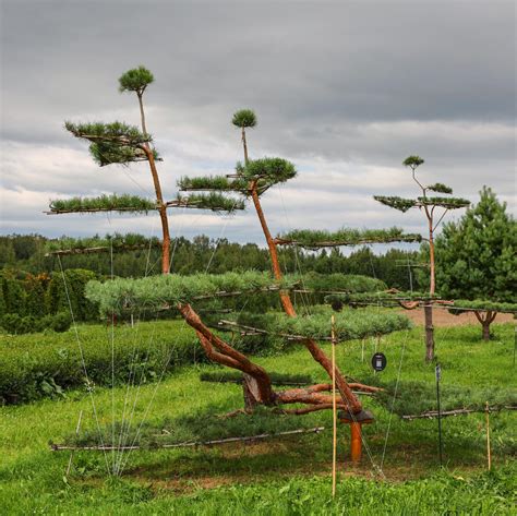 Nivaki formos spygliuočių medis