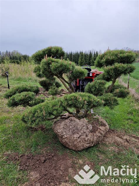 Įvairių rūšių bonsai medeliai