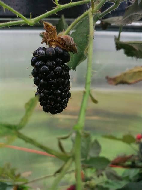 Gervuogės „Black Satin“ uogų derėjimo ciklas ir krūmo formavimas