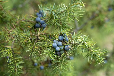 Paprastojo kadagio (Juniperus communis) krūmas su juodomis uogomis