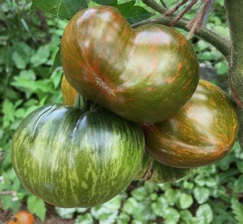 įvairių spalvų ir formų aitriosios paprikos vaisiai