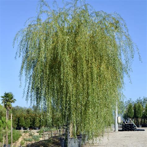 Baltasis gluosnis su plačia laja prie vandens telkinio