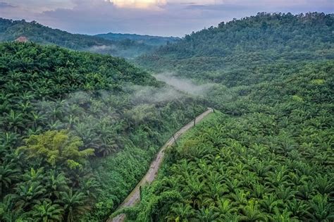 Energetinių gluosnių plantacija
