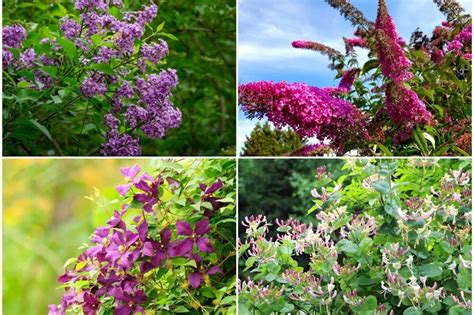 įvairiaspalviai žydintys krūmai sode