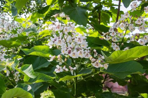Katalpos medis miestų parke