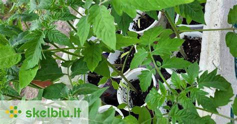 pomidorų daigai su dviem tikraisiais lapeliais