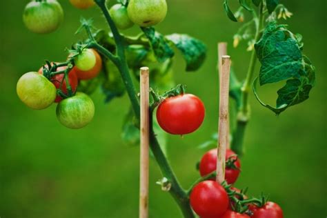 pomidorų krūmo rišimas ir genėjimas