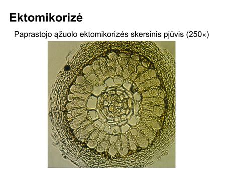 schematinis kopūsto gūžės pjūvis su vitaminų pasiskirstymu