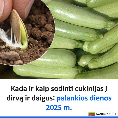 vizualinė iliustracija, kaip sodinti kopūstų daigus su kuoliuku ir suspausti žemę