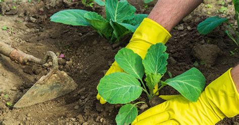 nuotrauka su įvairių kopūstų ligų pažeistais lapais ir šaknimis
