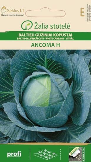 nuotrauka su brandžiais kopūstų gūžėmis lysvėje