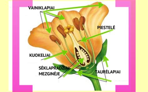 Schematinis Raudinių šeimos augalo žiedo sandaros pjūvis