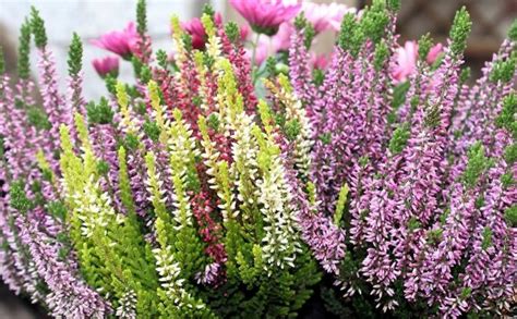 Erikinių šeimos augalų tipiniai atstovai: viržis, mėlynė, bruknė