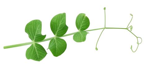 Čemerio augalo lapai ir žiedynas