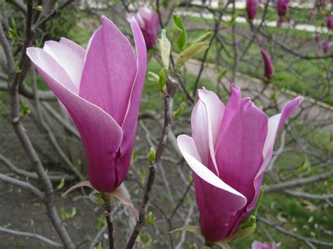 Vaizdingas magnolijos žiedas pavasarį