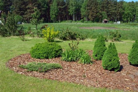 Vaizdinė instrukcija, kaip mulčiuoti magnoliją
