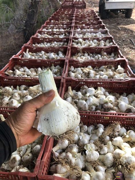 nuotrauka: didelės, sveikos česnako galvos