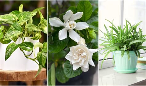 scheminė iliustracija, rodanti, kaip augalai valo orą miegamajame