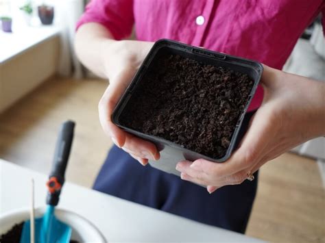 scheminis vaizdas, kaip sėti raudonžiedžio progailio sėklas į dėžutes šiltnamyje