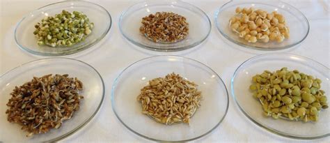 Daugybė įvairių daigintų sėklų ir grūdų dubenyje