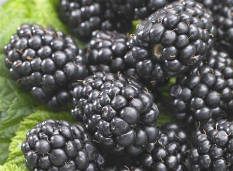 gervuogiu plantacija