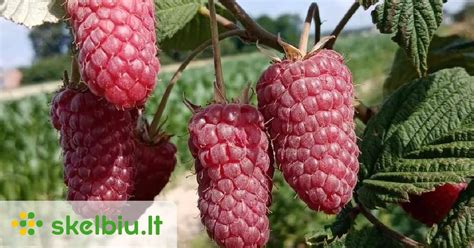 ankstyvos gervuogiu veisles