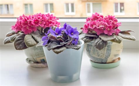 Sanpaulija su violetiniais žiedais